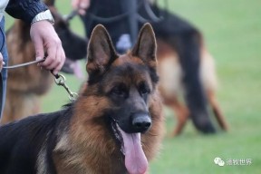 Rookie官方宣布夺冠新规，巴塞罗那引发争议！赛场气氛高涨(13年拜仁为什么不叫六冠王)-manbet登录